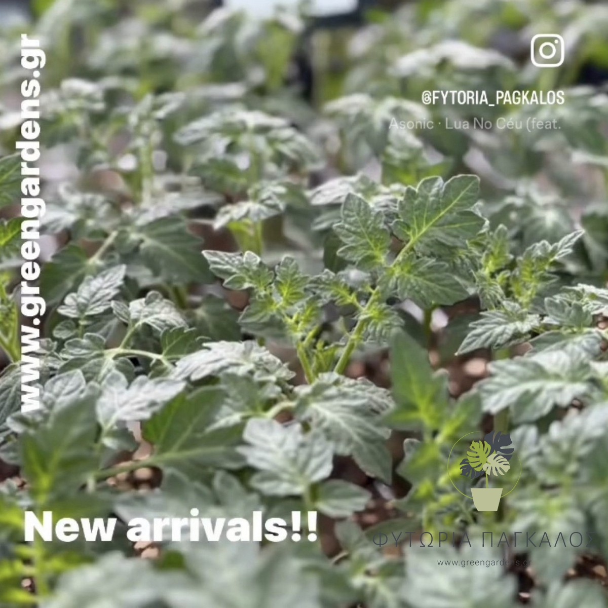 🌱 ΚΗΠΕΥΤΙΚΑ ΦΥΤΑ | Φυτώριο Online – Ντομάτες, Πιπεριές, Λαχανικά - 2